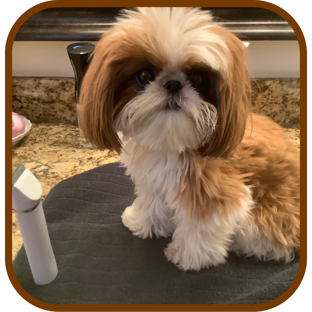 The PawTrim™ 2-in-1 Dog Grooming Trimmer